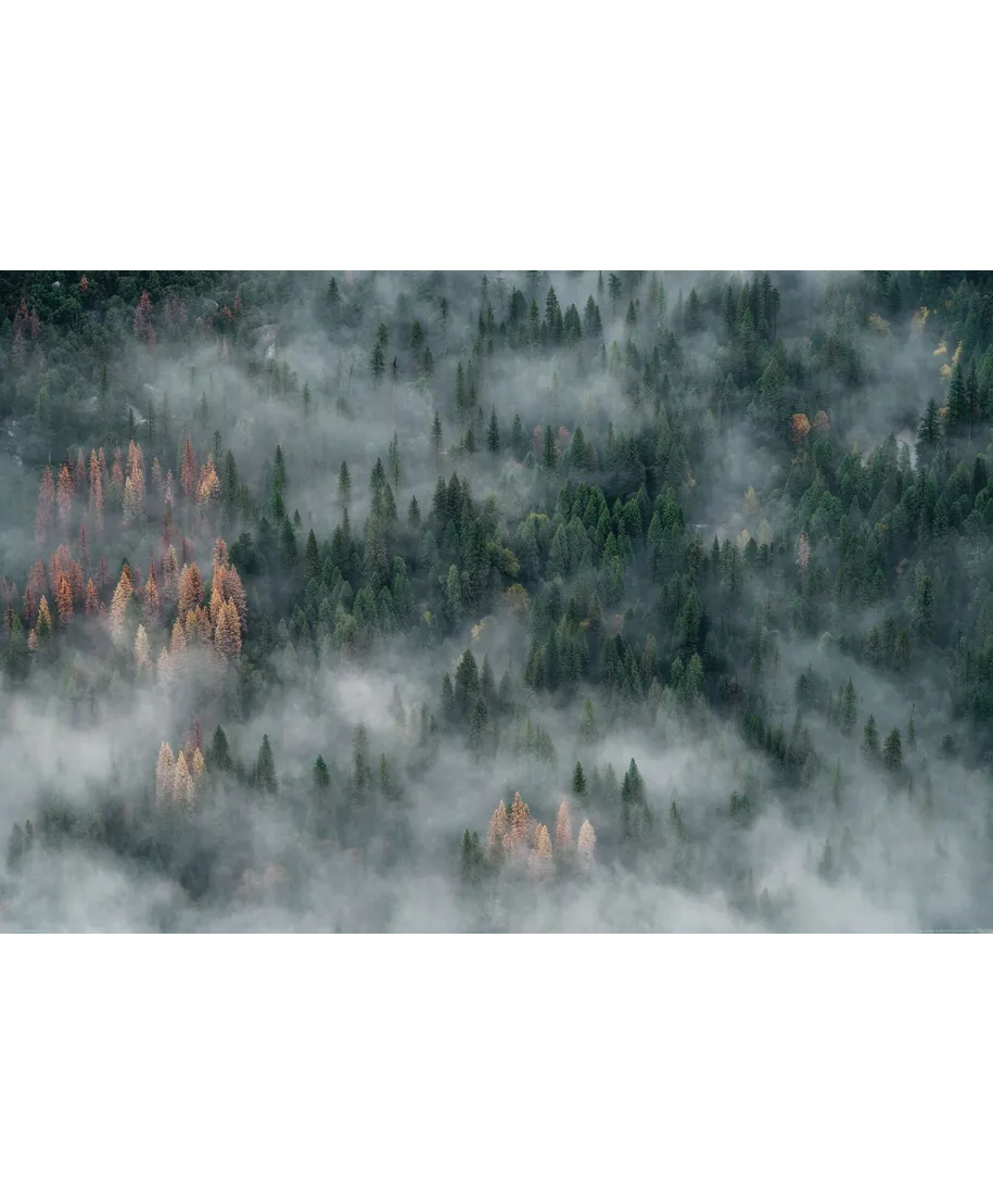 Zamglone drzewa - plakat