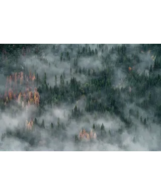 Zamglone drzewa - plakat