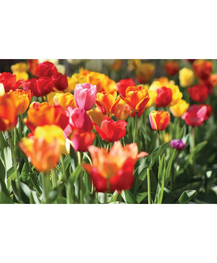 Kolorowe Tulipany - plakat