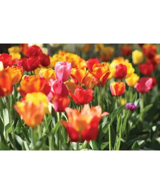 Kolorowe Tulipany - plakat