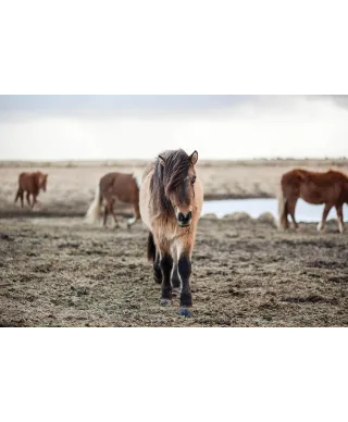 Stado Kucyków - plakat