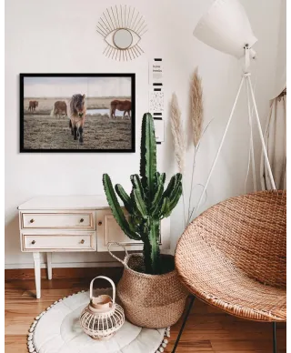 Stado Kucyków - plakat