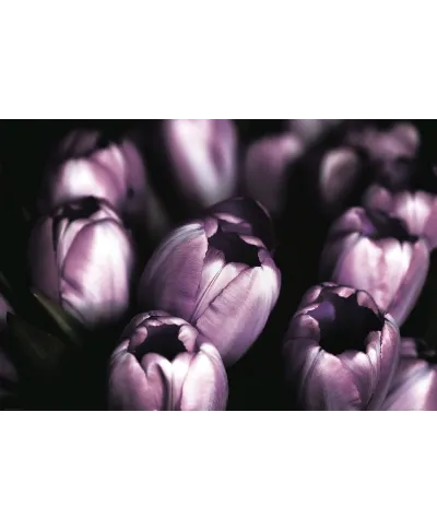 Fioletowe Tulipany - plakat