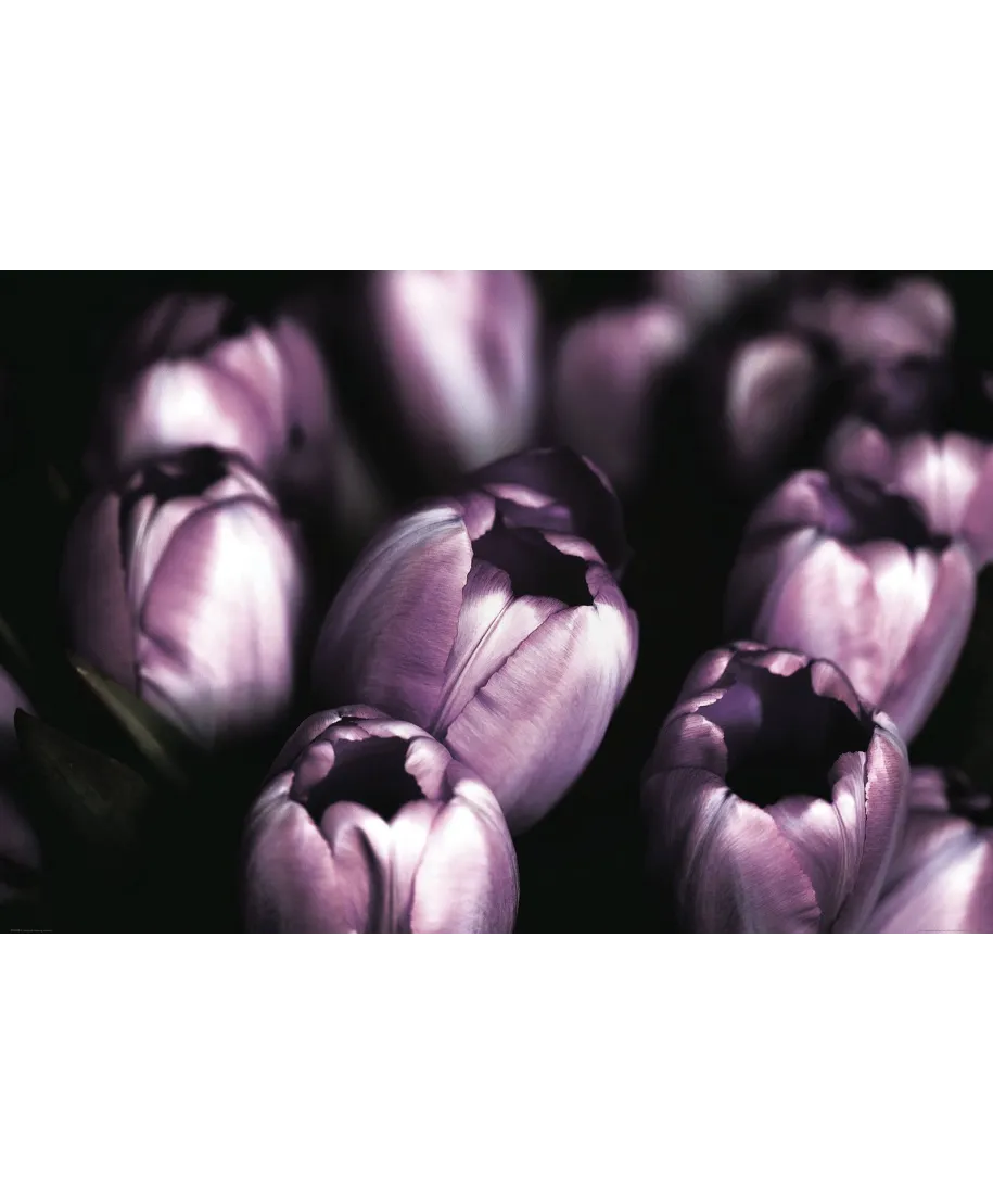 Fioletowe Tulipany - plakat
