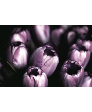 Fioletowe Tulipany - plakat
