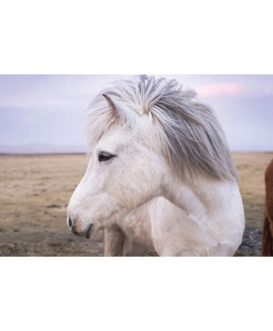 Biały Koń - plakat