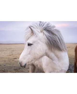 Biały Koń - plakat