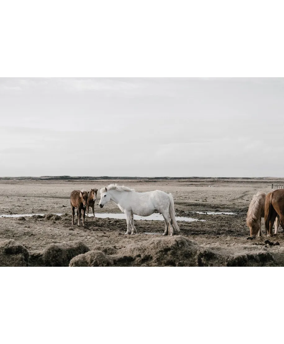 Konie na wybiegu - plakat