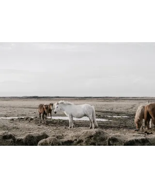Konie na wybiegu - plakat