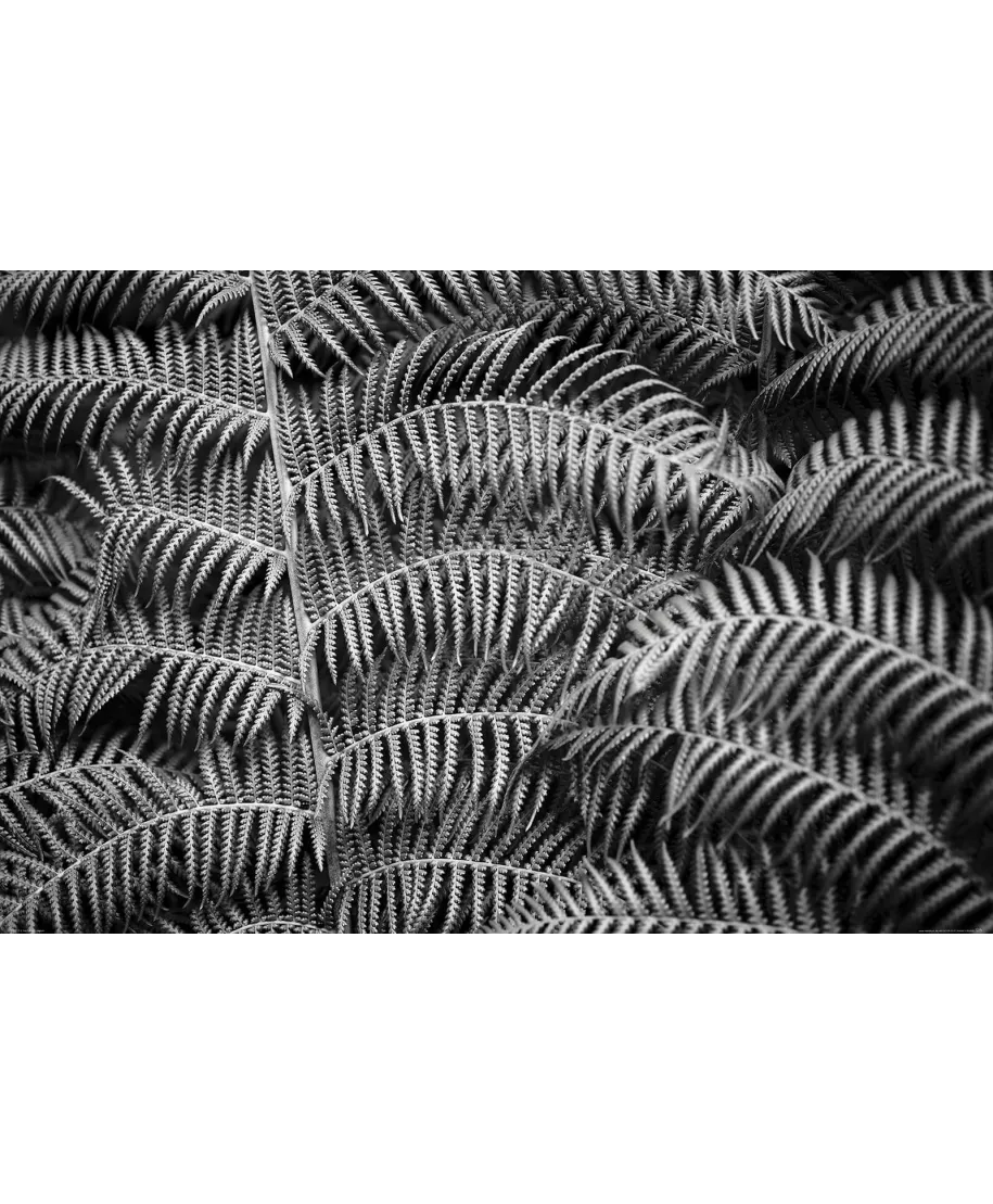 Liść Paproci - plakat