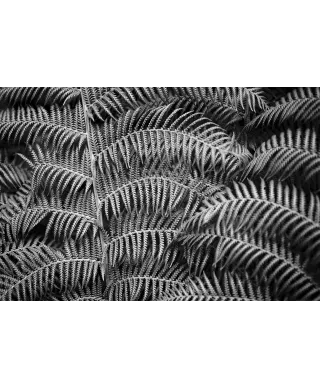 Liść Paproci - plakat