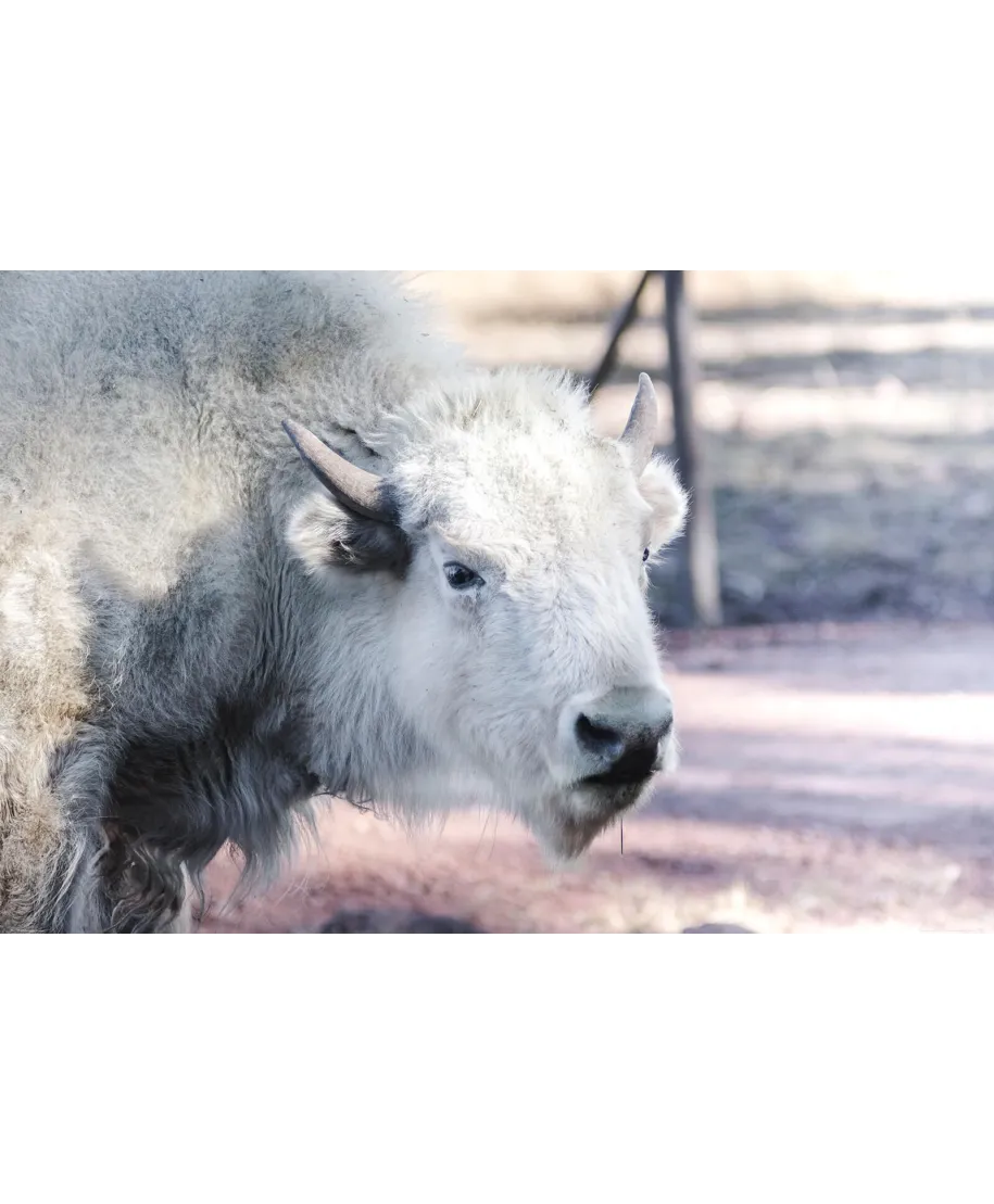 Biały Bawół - plakat