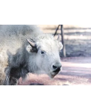 Biały Bawół - plakat