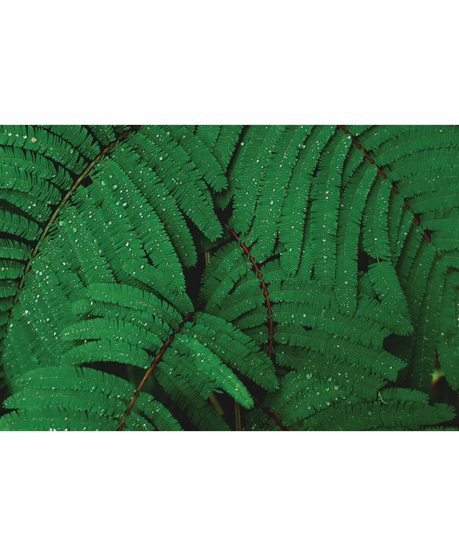 Krople na liściach - plakat