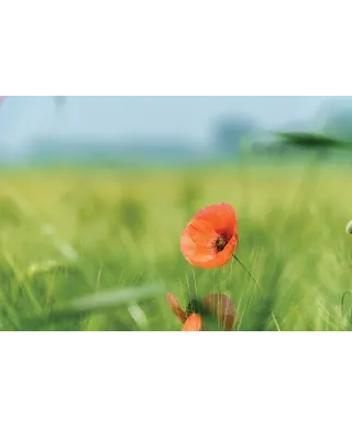 Mak na łące - plakat