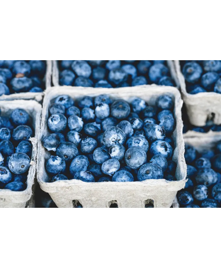 Sezon na Jagody - plakat