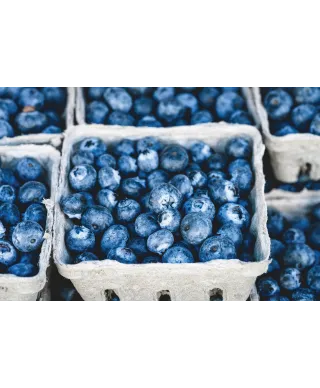 Sezon na Jagody - plakat