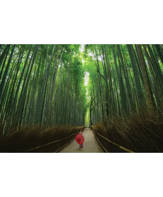 Bambusowy Las - plakat