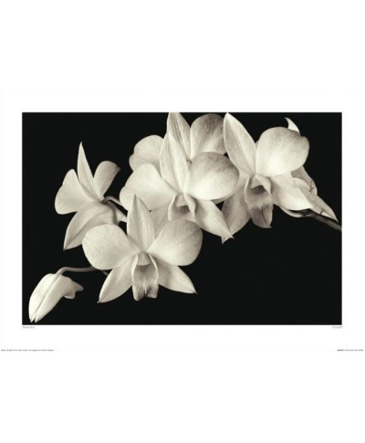Biała Orchidea - reprodukcja