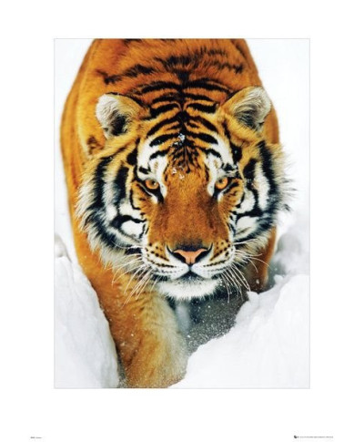 Tiger Snow - reprodukcja