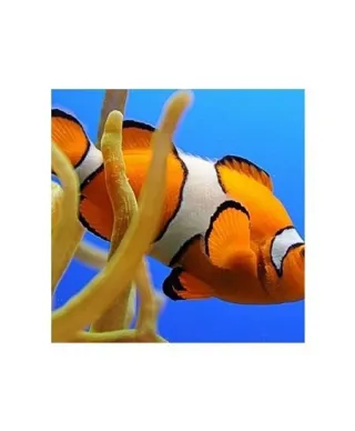 Nemo - reprodukcja