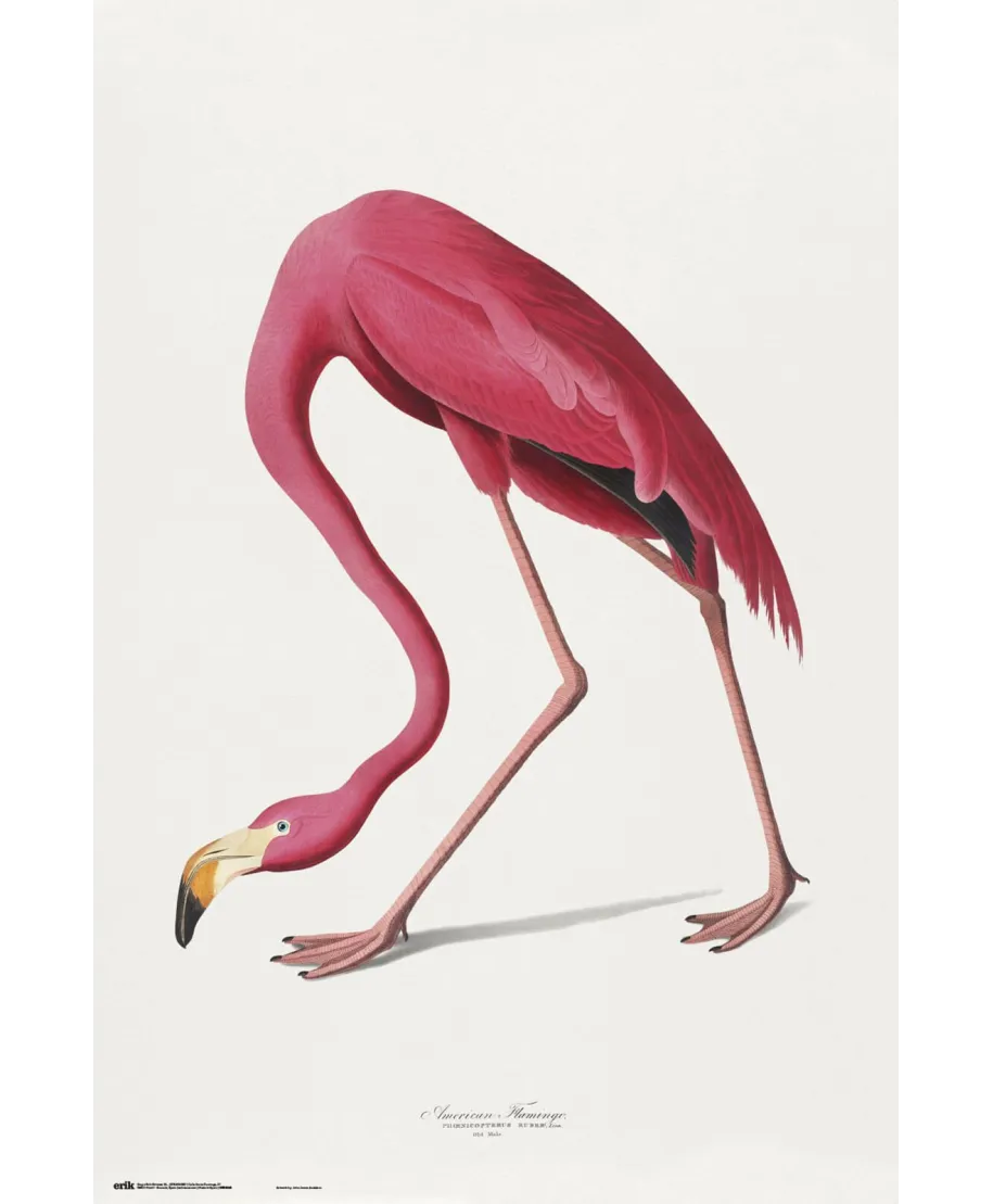 American Flamingo - plakat