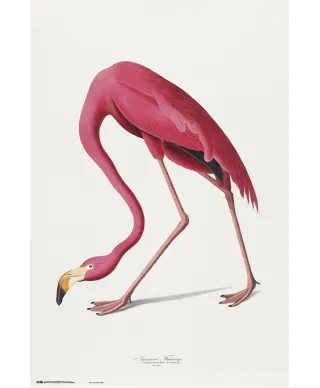 American Flamingo - plakat