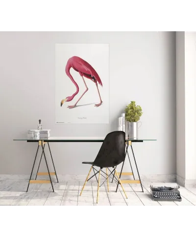American Flamingo - plakat