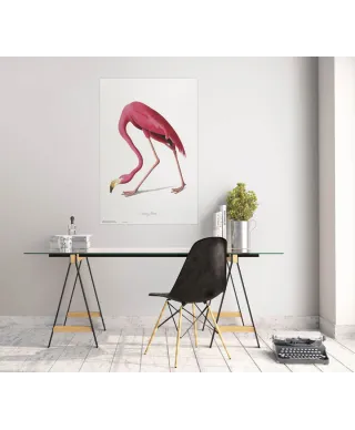 American Flamingo - plakat