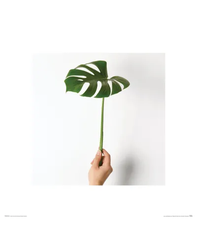 Monstera Zielony Liść - reprodukcja