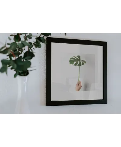 Monstera Zielony Liść - reprodukcja