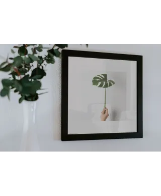 Monstera Zielony Liść - reprodukcja