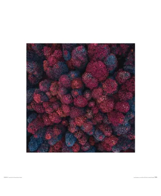 Barwy Jesieni - reprodukcja