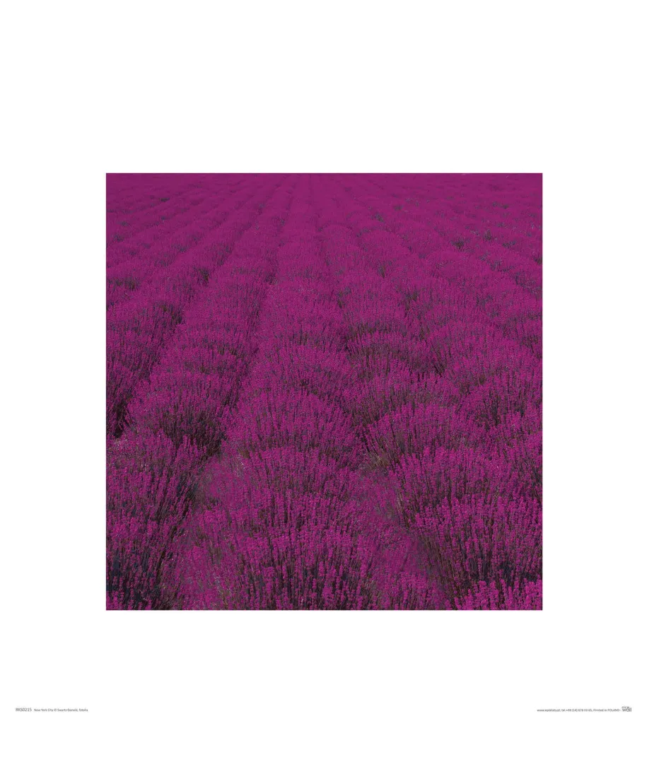 Lawendowa Polana - reprodukcja