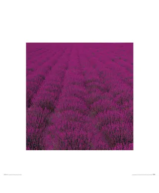 Lawendowa Polana - reprodukcja