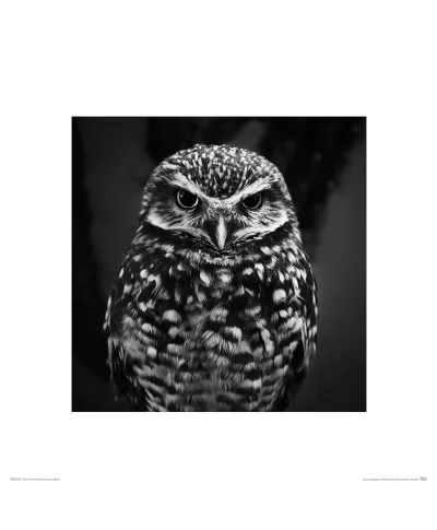 Dark Owl - reprodukcja