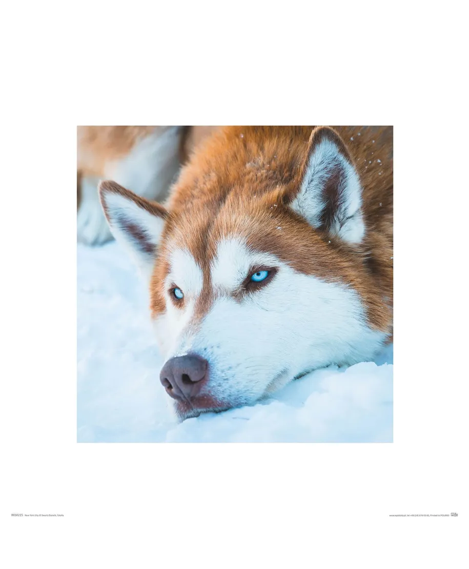 Rudy Husky - reprodukcja