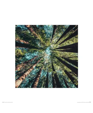 Looking up - reprodukcja