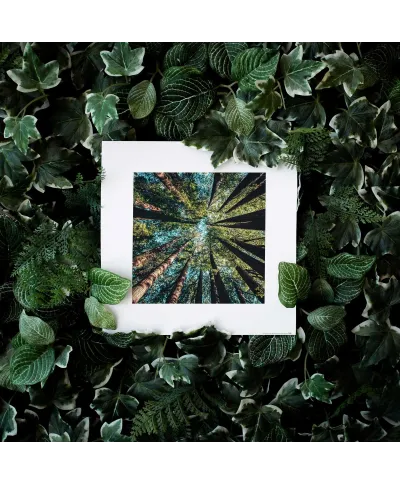 Looking up - reprodukcja