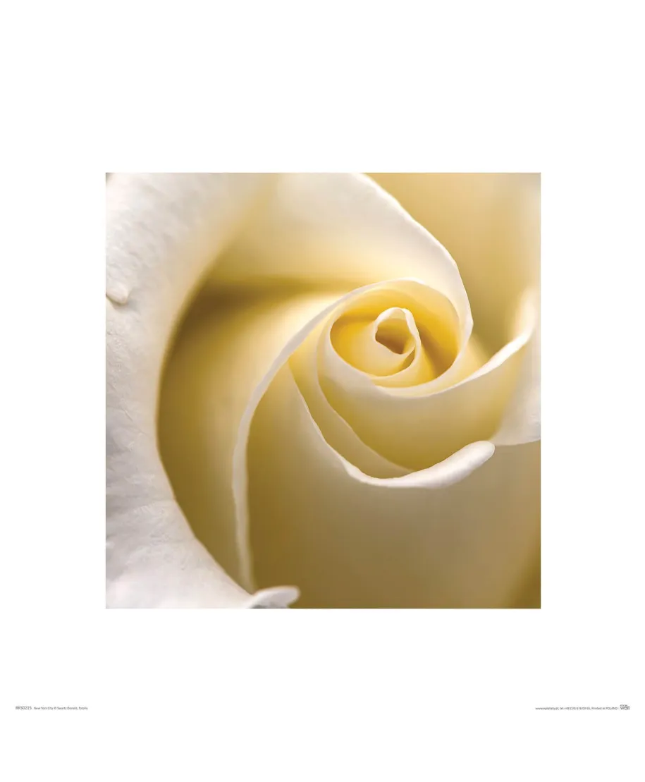 Kremowa Róża - reprodukcja