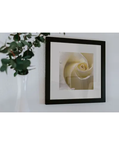 Kremowa Róża - reprodukcja