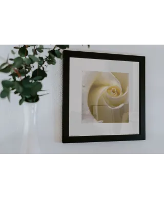 Kremowa Róża - reprodukcja