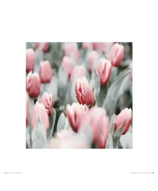 Różowe tulipany - reprodukcja