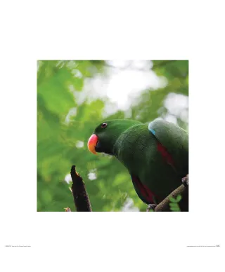 Zielona Papuga - reprodukcja