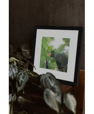 Zielona Papuga - reprodukcja