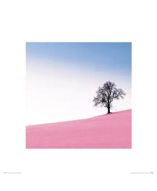 Pink Meadow - reprodukcja