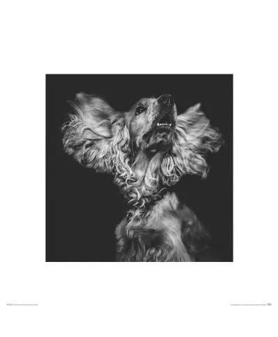 Cocker Spaniel - reprodukcja