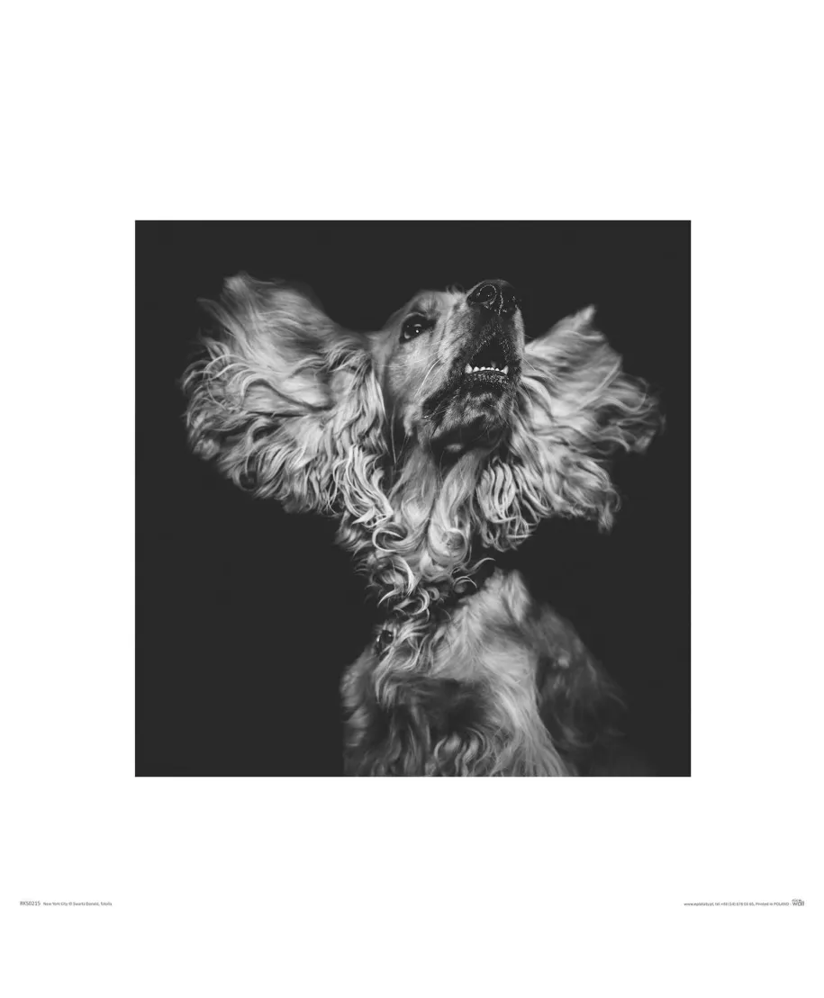 Cocker Spaniel - reprodukcja