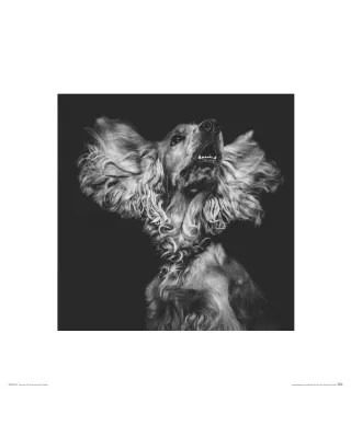 Cocker Spaniel - reprodukcja