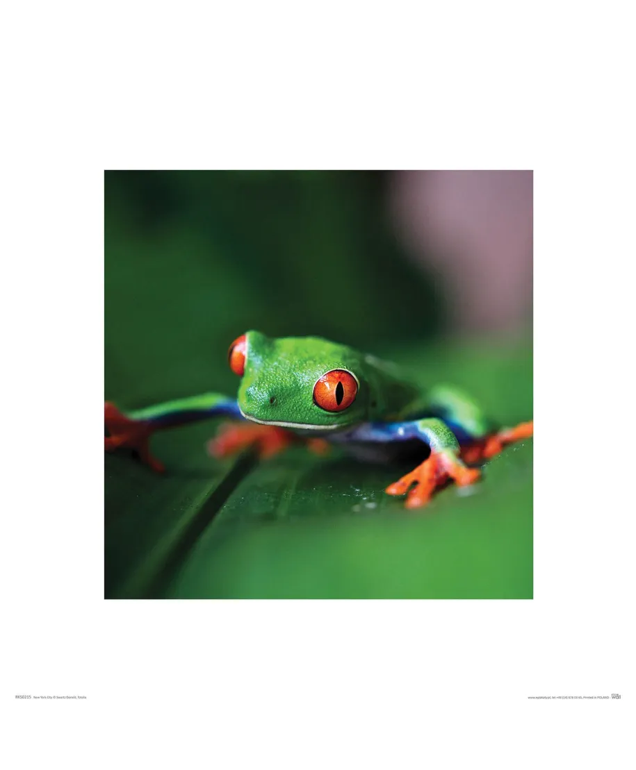 Rzekotka - reprodukcja